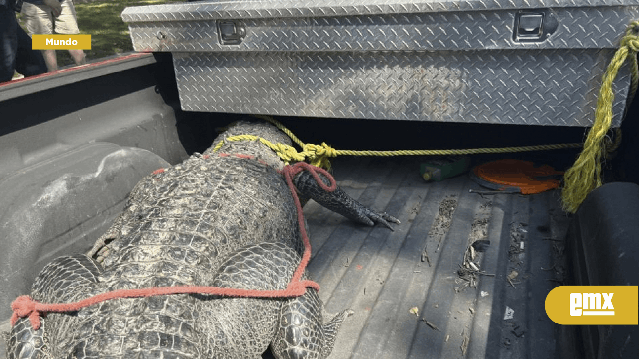 Captan a enorme cocodrilo paseando por vecindario de Houston - El Mexicano  - Gran Diario Regional