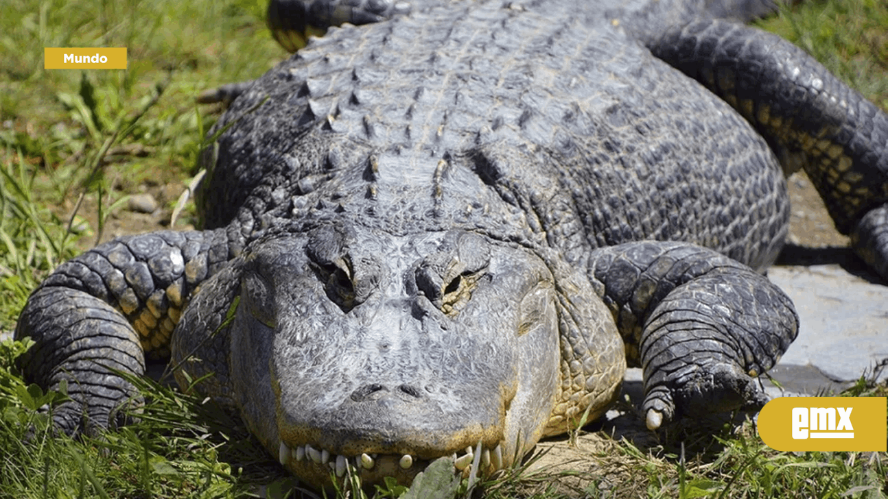 Cazador asesina a cocodrilo de casi 5 metros en África; 