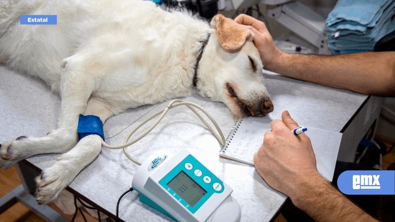 EMX-El-40-por-ciento-de-los-pacientes-de-veterinarios-vienen-de-Estados-Unidos