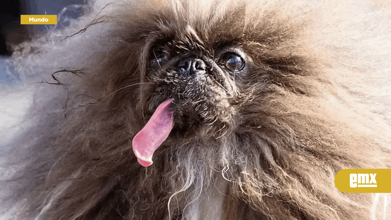 EMX-Con pelo crespado y lengua de fuera, perrito se corona como el más feo del mundo