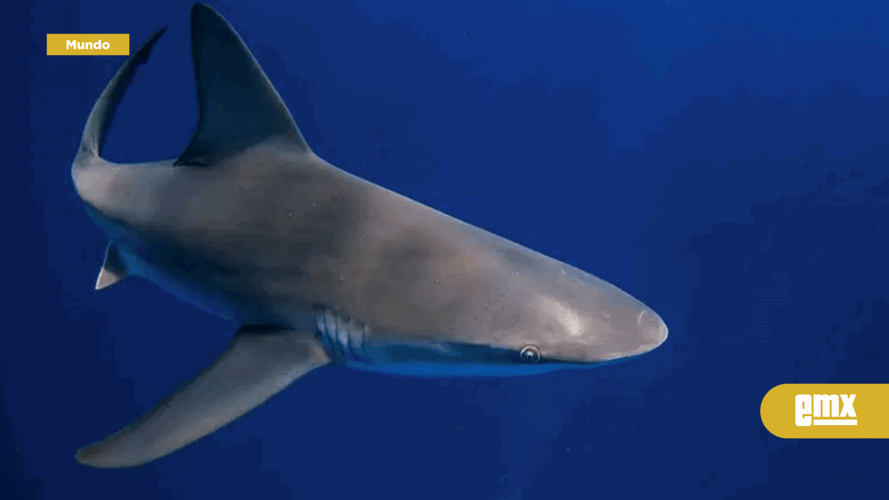 EMX-Tiburones-frente-a-las-costas-de-Brasil-dan-positivo-por-cocaína